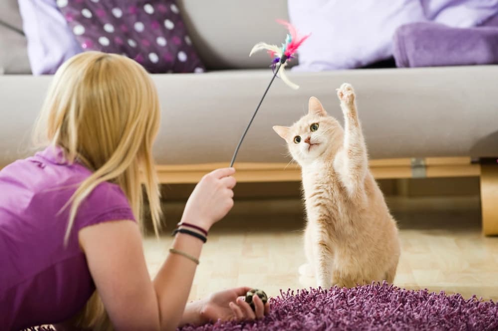 Ais Sarah Pet Manor