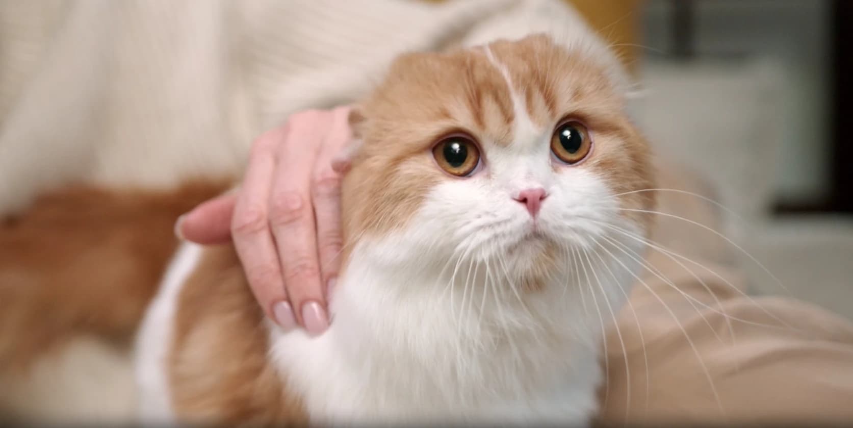 Cat Grooming for Matted Fur